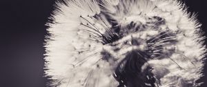 Preview wallpaper dandelion, fluff, flower, light, bw