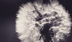 Preview wallpaper dandelion, fluff, flower, light, bw