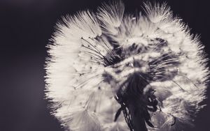 Preview wallpaper dandelion, fluff, flower, light, bw