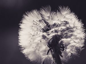 Preview wallpaper dandelion, fluff, flower, light, bw