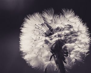 Preview wallpaper dandelion, fluff, flower, light, bw