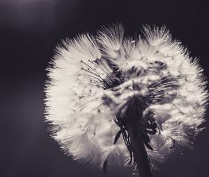 Preview wallpaper dandelion, fluff, flower, light, bw