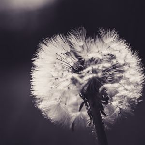 Preview wallpaper dandelion, fluff, flower, light, bw