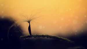 Preview wallpaper dandelion, fluff, flower, blur, macro