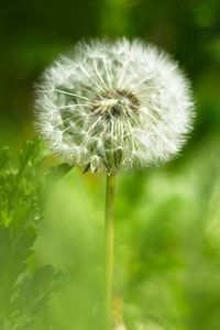 Preview wallpaper dandelion, fluff, flower, blur, green