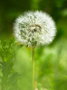 Preview wallpaper dandelion, fluff, flower, blur, green