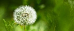 Preview wallpaper dandelion, fluff, flower, blur, green