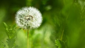 Preview wallpaper dandelion, fluff, flower, blur, green