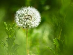 Preview wallpaper dandelion, fluff, flower, blur, green