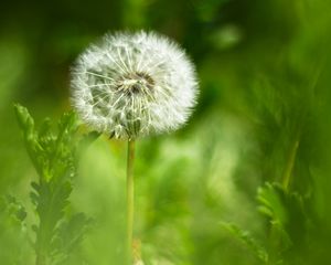 Preview wallpaper dandelion, fluff, flower, blur, green