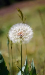 Preview wallpaper dandelion, fluff, flower, blur, summer