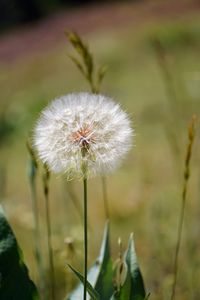 Preview wallpaper dandelion, fluff, flower, blur, summer