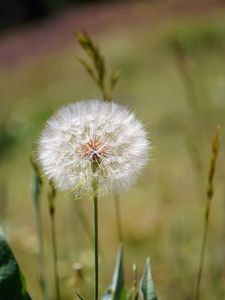 Preview wallpaper dandelion, fluff, flower, blur, summer