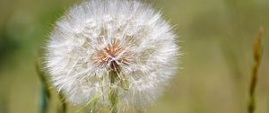 Preview wallpaper dandelion, fluff, flower, blur, summer