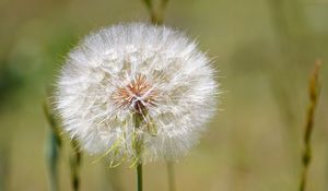 Preview wallpaper dandelion, fluff, flower, blur, summer