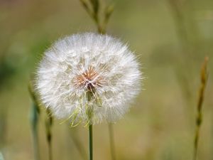 Preview wallpaper dandelion, fluff, flower, blur, summer