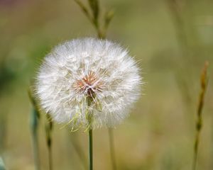 Preview wallpaper dandelion, fluff, flower, blur, summer