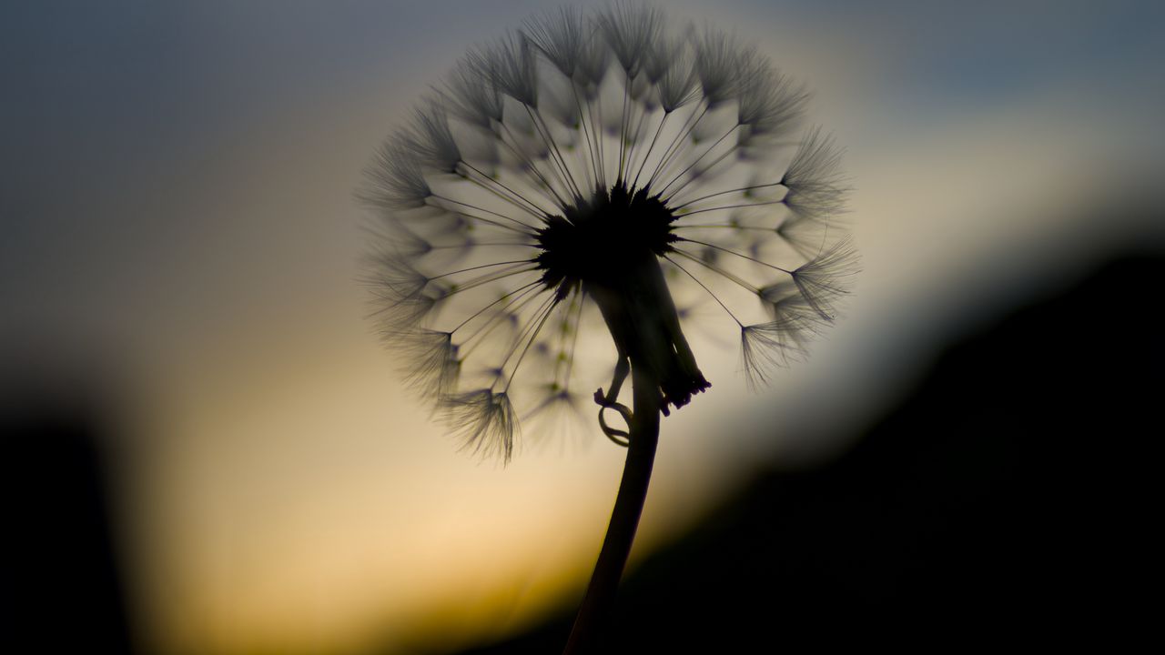 Wallpaper dandelion, fluff, flower, macro, dark