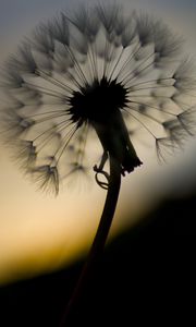 Preview wallpaper dandelion, fluff, flower, macro, dark