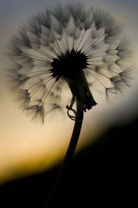 Preview wallpaper dandelion, fluff, flower, macro, dark