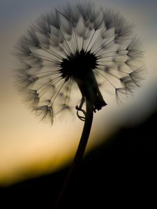 Preview wallpaper dandelion, fluff, flower, macro, dark