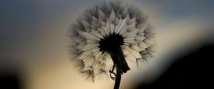 Preview wallpaper dandelion, fluff, flower, macro, dark