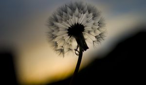 Preview wallpaper dandelion, fluff, flower, macro, dark