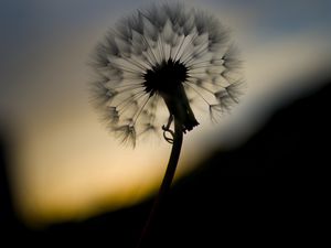 Preview wallpaper dandelion, fluff, flower, macro, dark