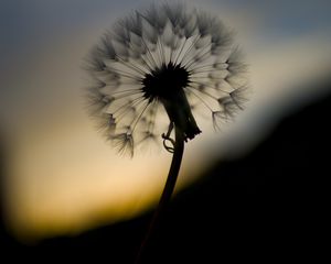 Preview wallpaper dandelion, fluff, flower, macro, dark