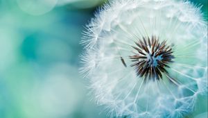 Preview wallpaper dandelion, fluff, flower, stem