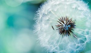 Preview wallpaper dandelion, fluff, flower, stem