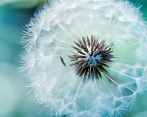 Preview wallpaper dandelion, fluff, flower, stem