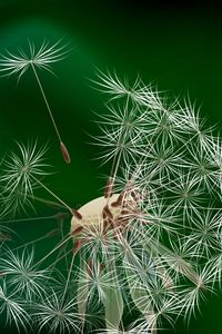 Preview wallpaper dandelion, fluff, fly, flower