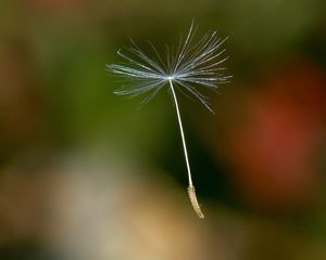 Preview wallpaper dandelion, fluff, fly, plant