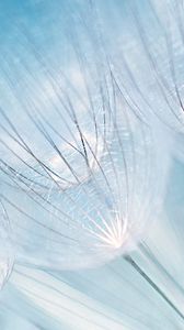 Preview wallpaper dandelion, fluff, fragility