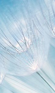 Preview wallpaper dandelion, fluff, fragility