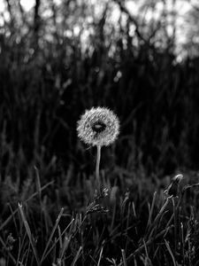 Preview wallpaper dandelion, fluff, grass, flower, nature, bw