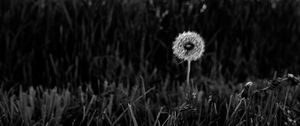 Preview wallpaper dandelion, fluff, grass, flower, nature, bw