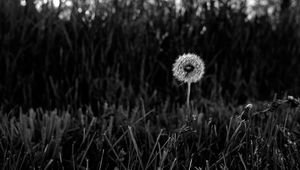 Preview wallpaper dandelion, fluff, grass, flower, nature, bw