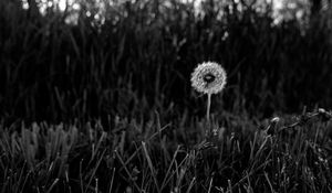 Preview wallpaper dandelion, fluff, grass, flower, nature, bw