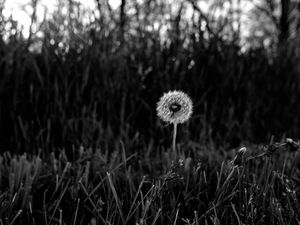 Preview wallpaper dandelion, fluff, grass, flower, nature, bw