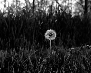 Preview wallpaper dandelion, fluff, grass, flower, nature, bw