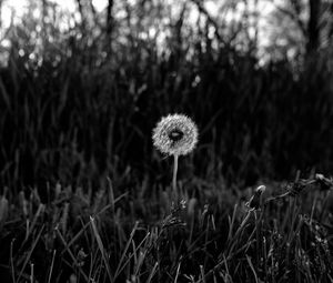 Preview wallpaper dandelion, fluff, grass, flower, nature, bw