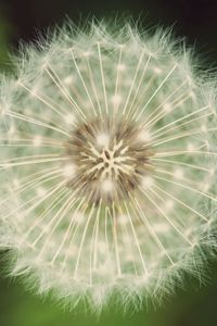 Preview wallpaper dandelion, fluff, grass, flower
