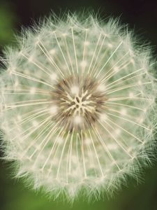 Preview wallpaper dandelion, fluff, grass, flower