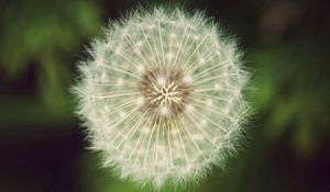 Preview wallpaper dandelion, fluff, grass, flower