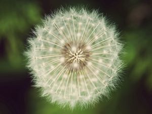 Preview wallpaper dandelion, fluff, grass, flower