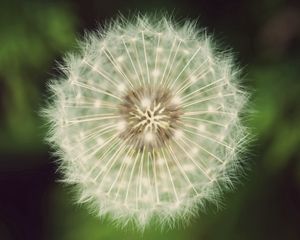 Preview wallpaper dandelion, fluff, grass, flower