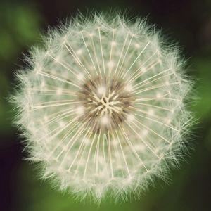 Preview wallpaper dandelion, fluff, grass, flower