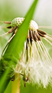 Preview wallpaper dandelion, fluff, grass, plant